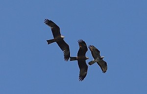 Nibbio bruno - copyright Fabio Cilea - per gentile concessione LIPU-BirdLife Italia www.lipu.it