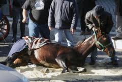 Cavallo di una botticella a terra a seguito di incidente