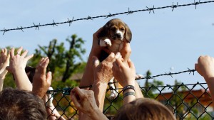 Un cuggiolo di beagle salvato a Greeen Hill