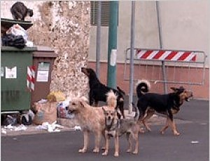 bari.repubblica.it