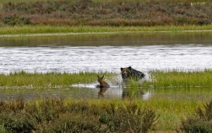 Un grizzly affamato dai disastri dei pescatori insegue un cucciolo di alce